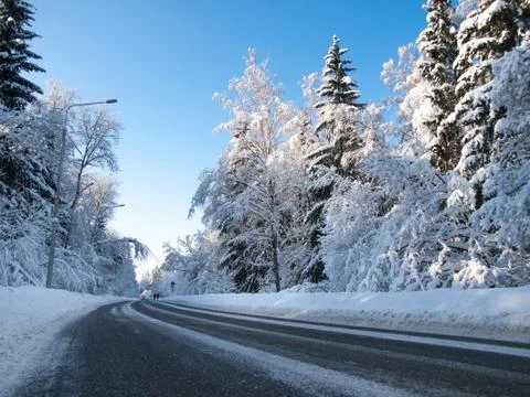 Winter road in a forest Stock Photos