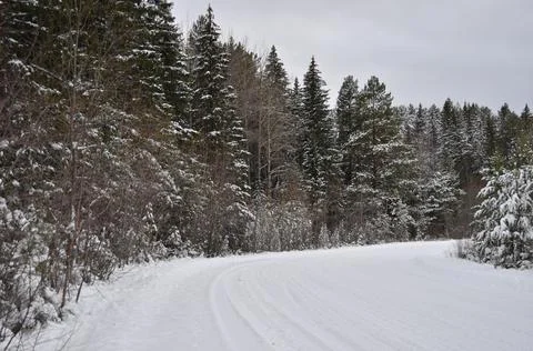 Winter road in the forest Stock Photos