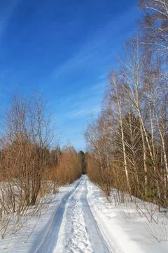 Winter road in the forest Foto stock