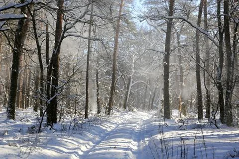 Winter road in forest Stock Photos