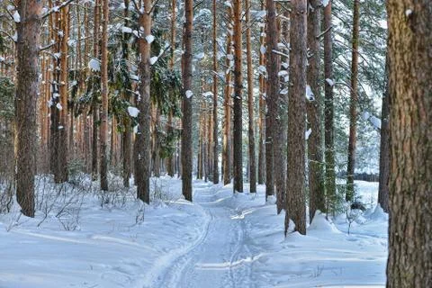Winter road in forest with pine trees Stock Photos