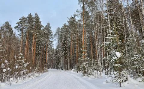 Winter road in forest with pine trees Stock Photos