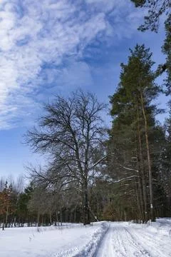 Winter road , forest with pine trees Stock Photos