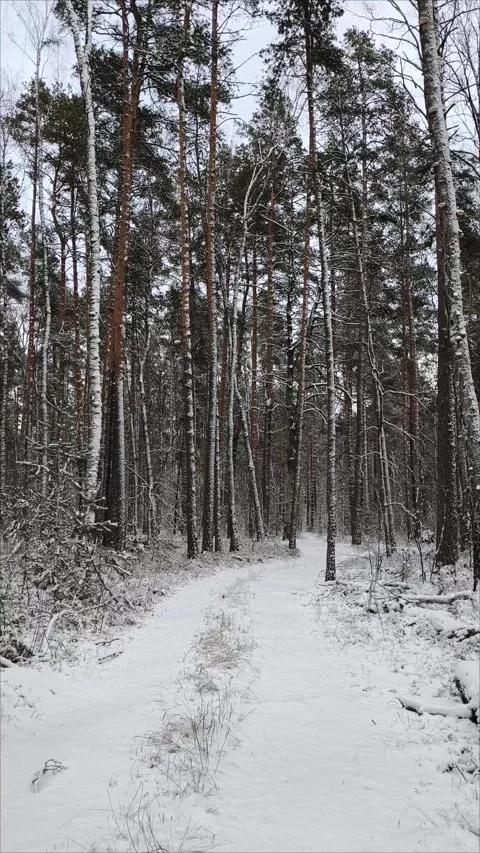 Winter road in the forest. Winter landscape of a snow-covered coniferous forest. Vidéo 297108232