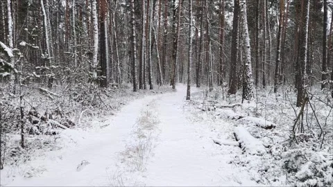 Winter road in the forest. Winter landscape of a snow-covered coniferous forest. Stock Footage 297108234