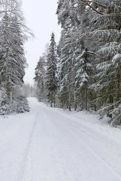 Winter road. Stock Photos