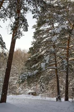 Winter road in a pine forest Stock Photos