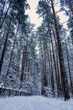 Winter road in a snow-covered forest on a cloudy day. Graphic pine trees in w Stock Photos