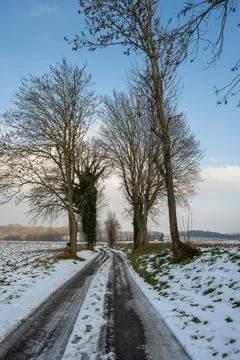Winter Road Through Bare Trees Stock Photos