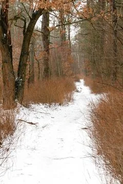 Winter road through a forest covered with snow Stock Photos