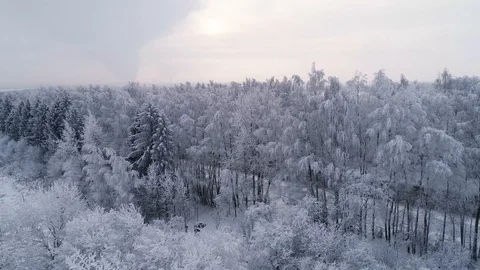 Winter road through the forest Stock Footage 100242129
