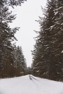 Winter road through a forest Stock Photos