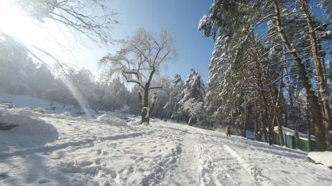 Winter road through the forest Stock Photos