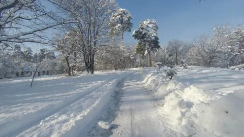 Winter road through the forest Stock Photos