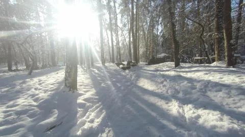 Winter road through the forest Stock Photos