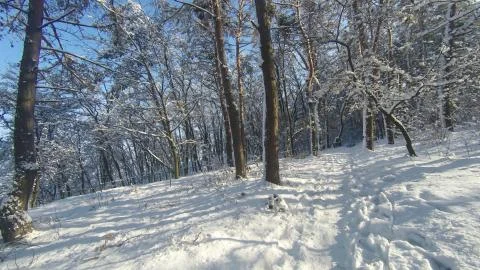 Winter road through the forest Stock Photos