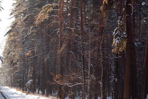 Winter road through the pine forest, copy space Stock Photos