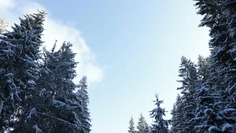 Winter Road Through Snowy Trees - tilt down shot Stock Footage 169952212