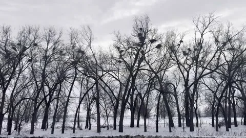 Winter Roadside Trees with Bird Nests, Stock Footage 330769261