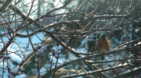 Winter robin Video stock 11017051