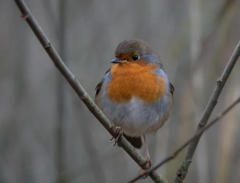 Winter Robin Stock Photos