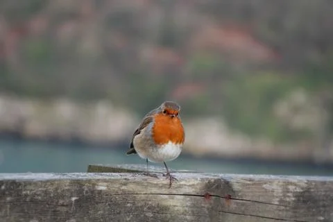 The  winter Robin red breast Stock Photos