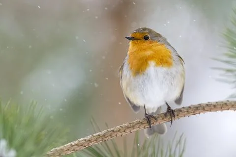 Winter Robin: Red-breasted Bird Perched on Snow-covered Pine Branch Stock Photos