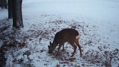 In winter  roe deer digs snow in search oak acorns Stock Footage 289991048