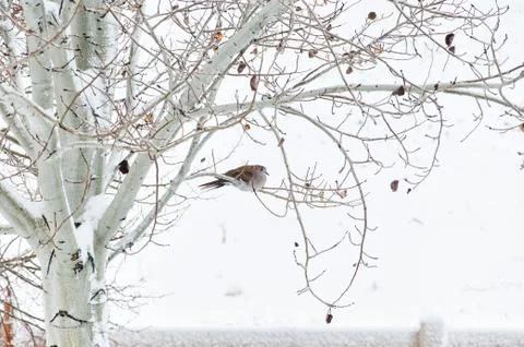 Winter Roost for a Collared Dove Stock Photos