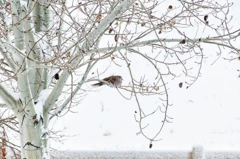 Winter Roost for a Collared Dove Foto stock