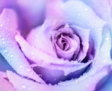 Winter rose background Stock Photos