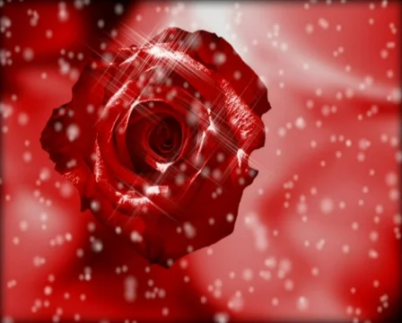 Winter rose p Stock Footage 606540
