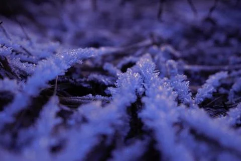 Winter rose Stock Photos