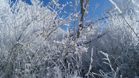 Winter rowan 1 Stock Photos