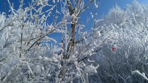 Winter rowan 2 Stock Photos