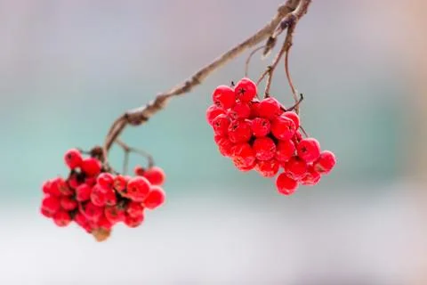 Winter rowan (ashberry) Stock Photos