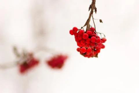 Winter rowan (ashberry) Stock Photos