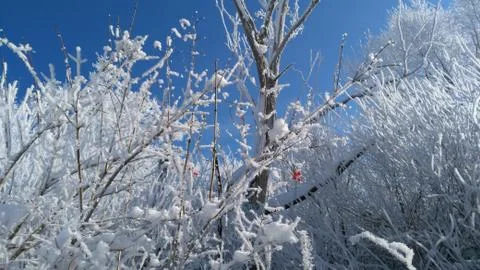 Winter rowan Stock Photos