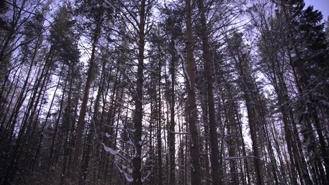 Winter rural landscape with forest, sun and snow Vídeo Stock 87947573
