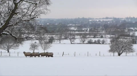 Winter rural scene Vídeo Stock 43565352