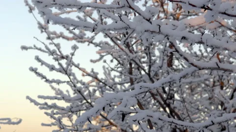 Winter in Russia. Trees whose branches are strewn with snow Stock Footage 144635143