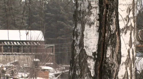 Winter russian tree pan Vídeo Stock 788903