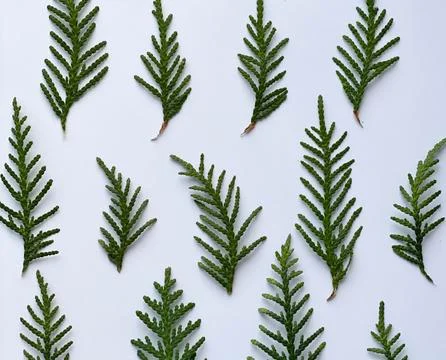 Winter rustic wallpaper. creative winter flat lay Stock Photos