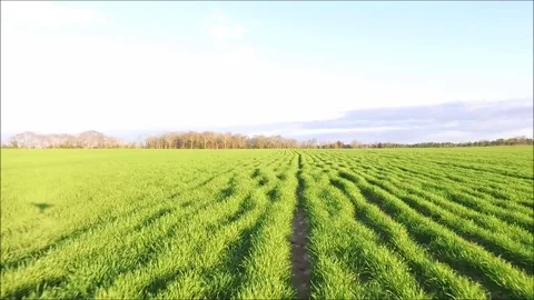Winter Rye Fly Over Ascend Stockbeeldmateriaal 78685761