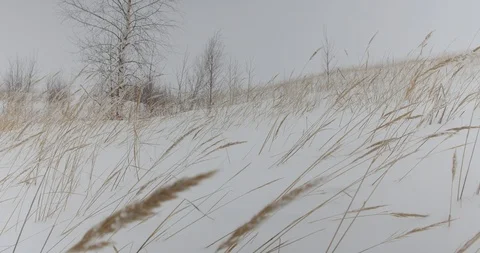 Winter rye Stock Footage 107050821