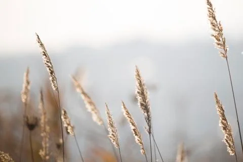 Winter ryegrass Stock Photos