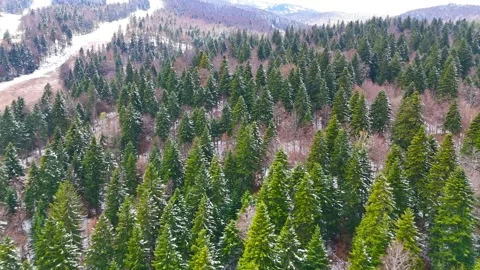 Winter s Gentle Goodbye Stock Footage 313505426