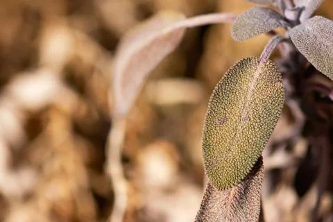 Winter Sage Leaves Stock Photos