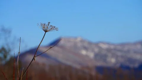 Winter on Sakhalin Stock Photos