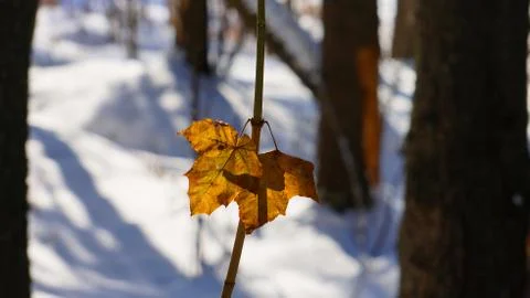 Winter on Sakhalin Stock Photos